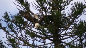 User-submitted Naples Daily News pic. 